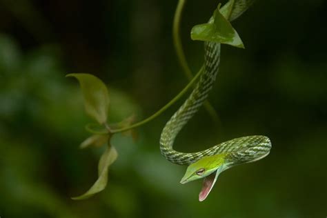 Green Vine Snake by Shreeram M V / 500px