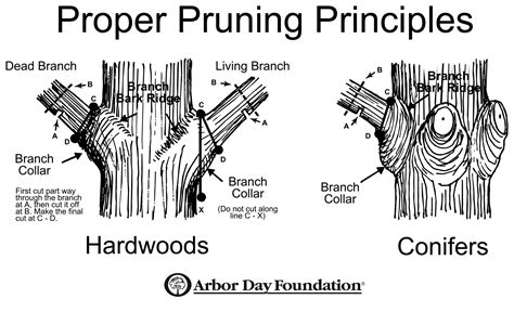 Tree Pruning Time: Six Weeks Before Buds Open - - The Adirondack Almanack