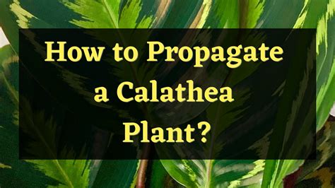 How to propagate a Calathea Plant? - Here's How — PlantWorksNYC