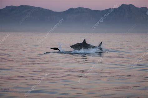 Great white shark hunting a seal - Stock Image - C055/1917 - Science ...