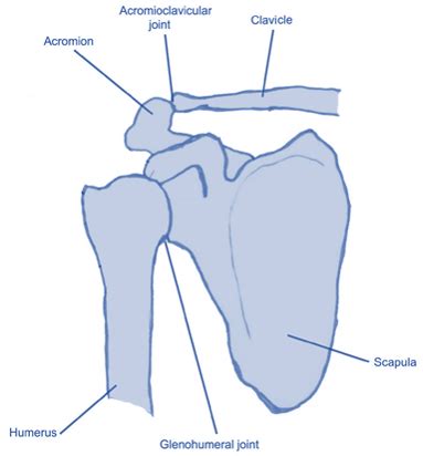 Level 3 (69) Exercise and Fitness Knowledge: The shoulder girdle - Amac ...