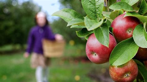 Southwest Michigan's Best Apple Orchards and Cideries | Southwestern ...