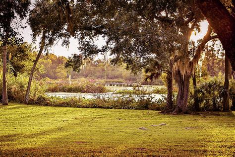 Louisiana bayou Photograph by Gabrielle Pruitt - Fine Art America