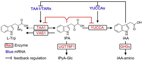 IJMS | Free Full-Text | Precise Regulation of the TAA1/TAR-YUCCA Auxin Biosynthesis Pathway in ...