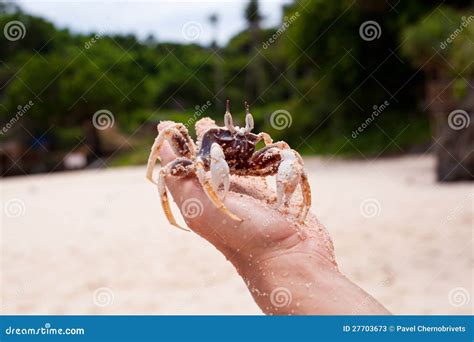 Crab in hands stock image. Image of shore, crab, catch - 27703673