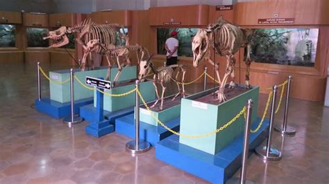 Museum Zoologi (Bogor) - 2021 All You Need to Know BEFORE You Go | Tours & Tickets (with Photos ...