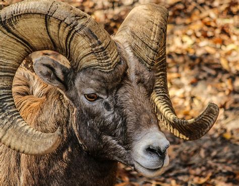 Black and Brown Ram Animal · Free Stock Photo