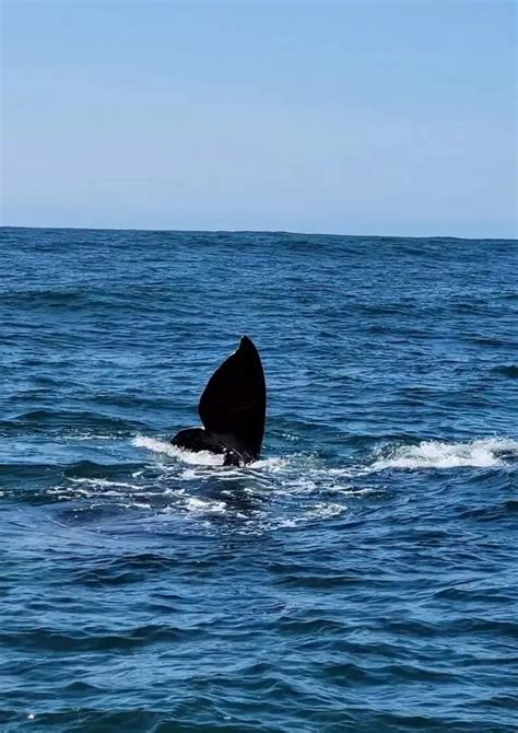 Whale watching and charter fishing. Oregon's premier charter.