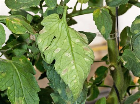 Rust Spots On Tomato Leaves - Luanetg