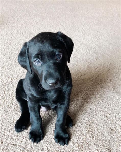 Pet Portrait: Ace the Black Lab - Rachael Koppendrayer