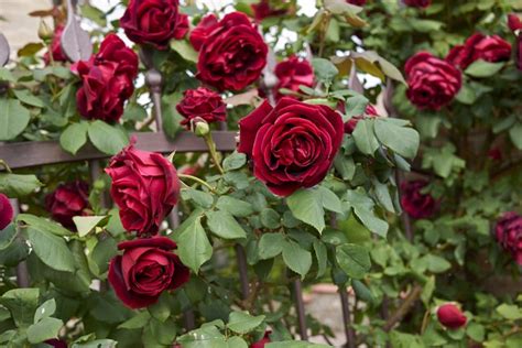 How to Take Care of Climbing Roses | Hunker