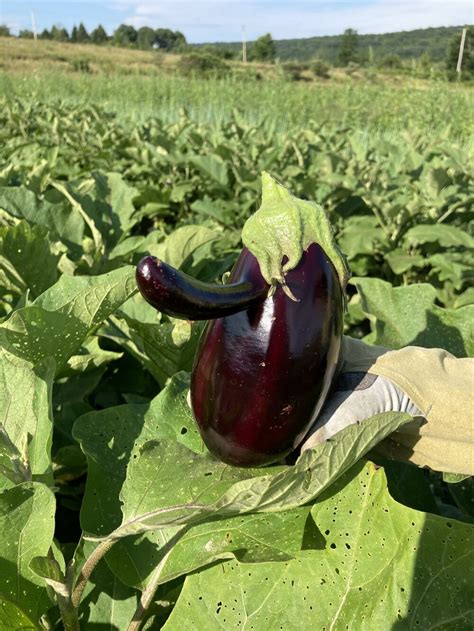 Eggplant — Rock Steady Farm