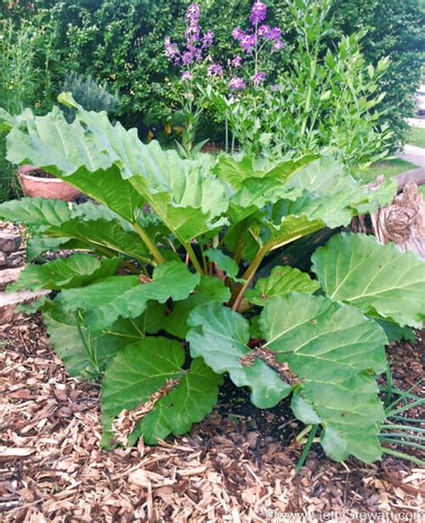 front rhubarb plant l - GettyStewart.com