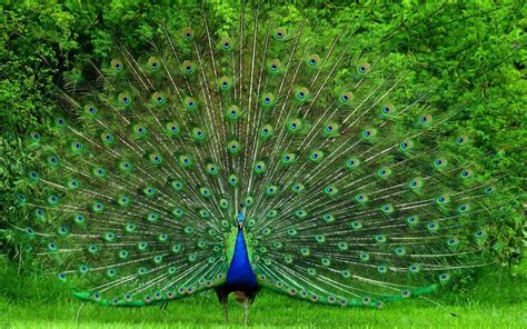 beautiful pictures of peacock - Clip Art Library