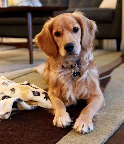 Meet The Golden Cocker Retriever: The Forever Puppy - Animalso