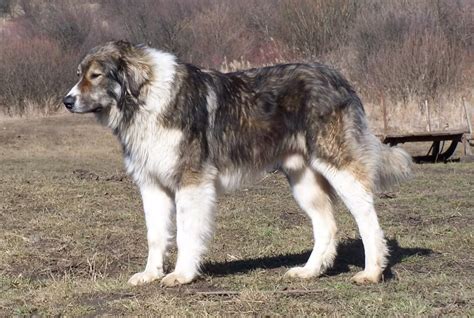 Carpathian Shepherd Dog 13 | Caucasian shepherd dog, Beautiful dogs, Dog breeds