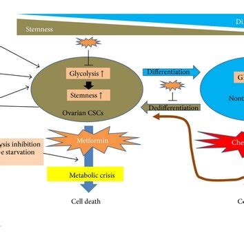 Antineoplastic mechanisms of action of metformin. The mitochondria are... | Download Scientific ...