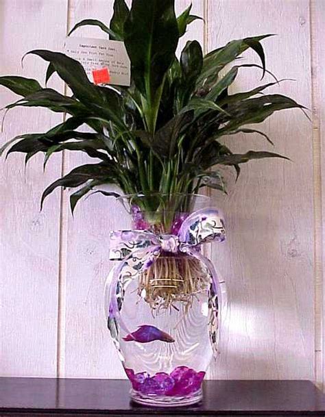 You may have seen the somewhat popular display of a betta fish in a vase. Touted to be an all ...