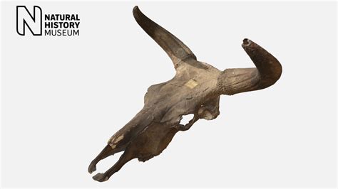 Aurochs Skull 1972-5062 - Download Free 3D model by NHM_Imaging [e32a47a] - Sketchfab