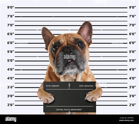 Arrested French bulldog with mugshot board against height chart. Fun ...