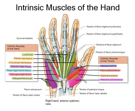 Cynical Anatomy : Intrinsic Muscles of the Hand The intrinsic...