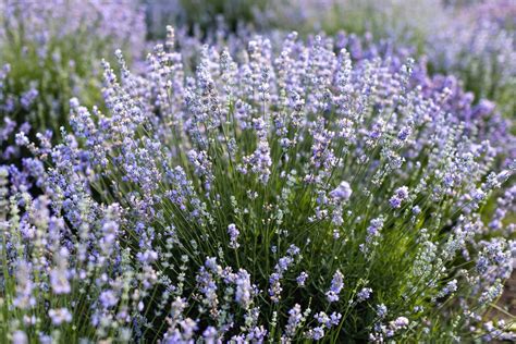 The Medicinal Uses & Health Benefits of Lavender