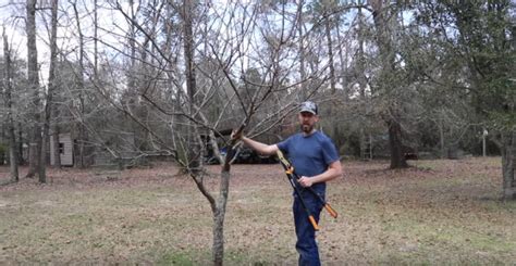 Video: Pruning a Plum Tree for Better Shape and Production – Men Of The West