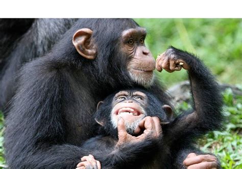 See this lovely baby and mother chimpanzee : r/chimpanzees