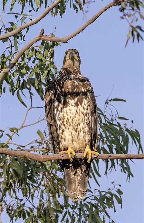 Juvenile Bald Eagle Photograph by Loree Johnson