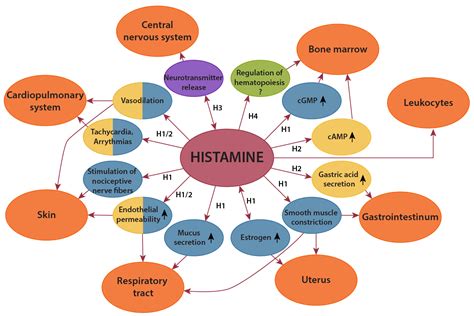 Do you have a Histamine intolerance? — The Gut Healer