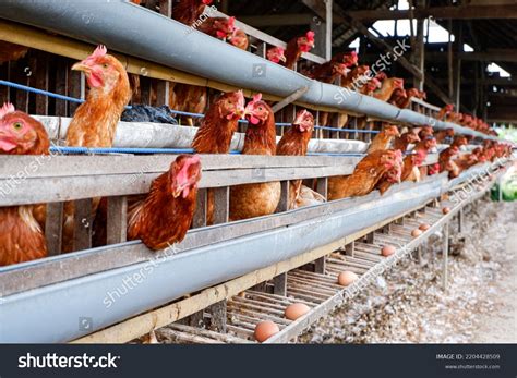 Chicken Poultry Farm Egg Production Farming Stock Photo 2204428509 ...