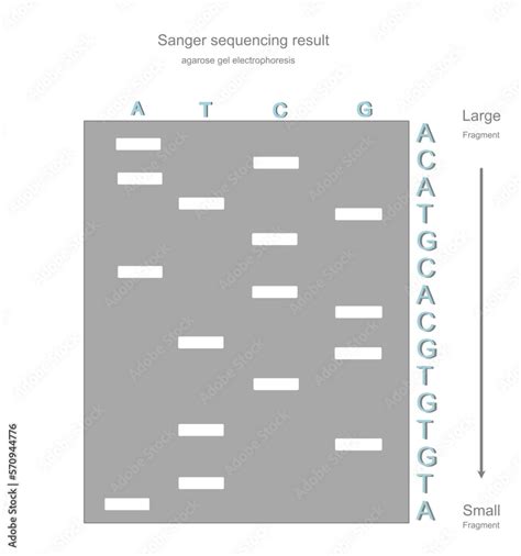 The Sanger sequencing result of target DNA that showing the separation ...