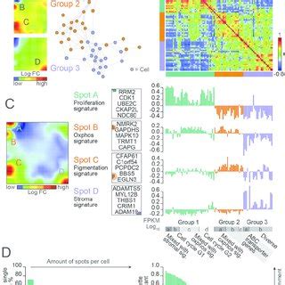 Patient-derived BRAF/NRAS wild type melanoma culture resembles... | Download Scientific Diagram