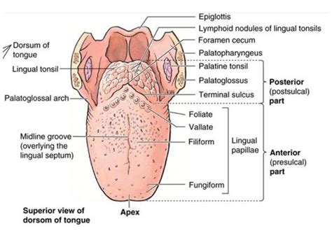 Tongue - Focus Dentistry