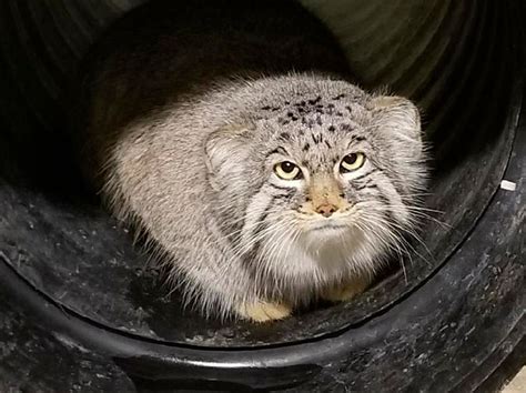 Escaped small mountain cat recaptured at Salt Lake City zoo | The ...