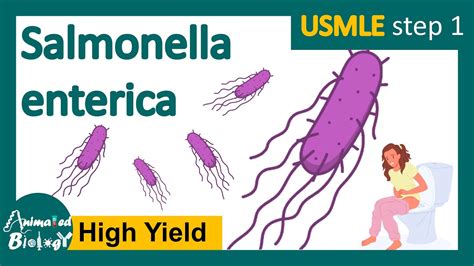 Salmonellosis |Salmonella typhi | pathology of salmonella typhi ...