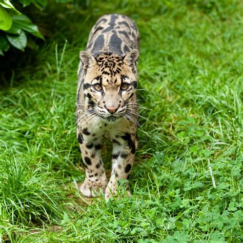 Clouded Leopard - KHAO SOK National Park, Thailand