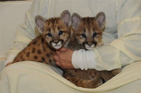 Cincinnati's Newest Cougar Cubs - ZooBorns