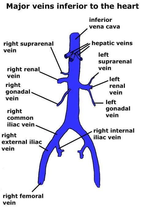 Image result for iliac veins | Respiratory system, Nurse life, Anatomy