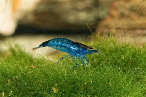 Blue Velvet Shrimp Care: Tank Mates, Tank Size, Food, and More