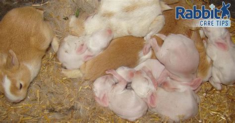 Looking After a Rabbit That Has Given Birth — Rabbit Care Tips