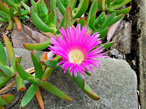 Image Gallery pigface plant