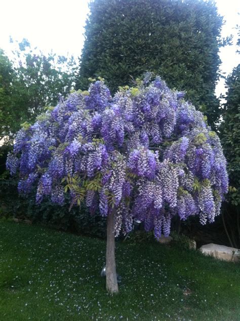 Wisteria | Plants, Garden, Wisteria