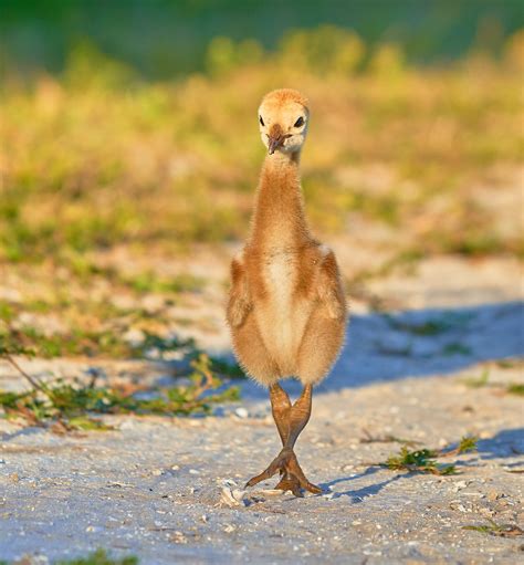 Cute Baby Sandhill Crane, Young Colt Photo, Florida Wildlife Photography, Fine Art Nature Print ...