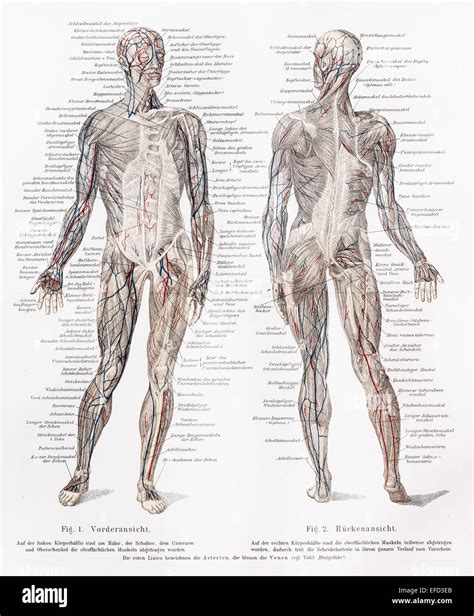 Human anatomy drawing hi-res stock photography and images - Alamy