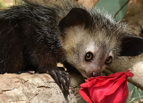 Aye-aye - Duke Lemur Center