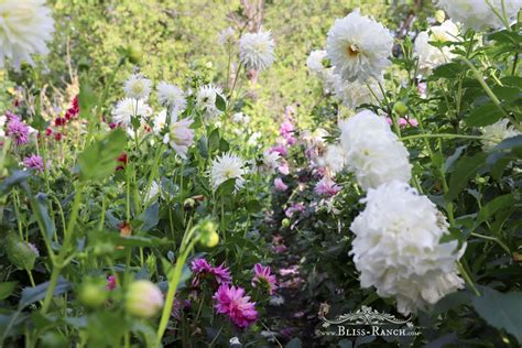 Bliss Ranch: Farm Of Dahlias