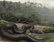 Largest Snake-world record set by Titanoboa