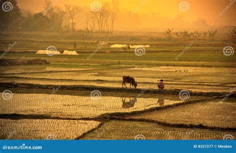 Sunset in the rice field stock image. Image of thailand - 8337277