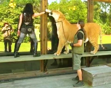 Hercules the Liger